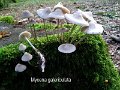 Mycena galericulata-amf1319-1